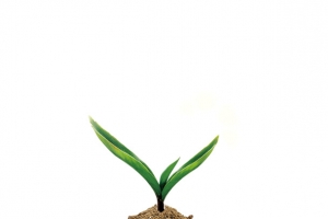 植树节种植1