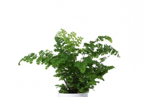 简约陶瓷盆铁线蕨绿植盆栽