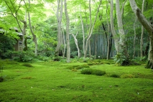 绿色草地树木室外场景