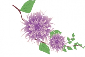 装饰，背景，牡丹花，紫色花朵，