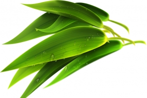 绿色粽子竹叶风景