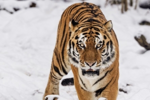 老虎 捕食者 动物 野生动物 大猫 雪地 4k壁纸 3840x2160