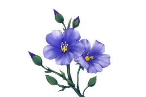 手绘亚麻籽花图片素材