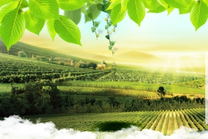 绿色小清新摄影葡萄干banner