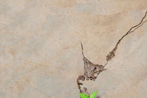 在地震中顽强的生存