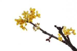 高清黄色桂花海报