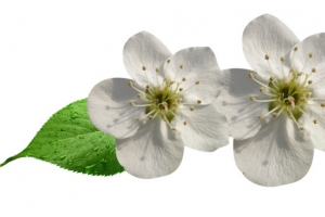 梨花花瓣与树叶高清PNG透明装饰元素植物设计素材免费下载