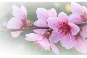 春天 草地 桃花 梨花 渐变透明元素19