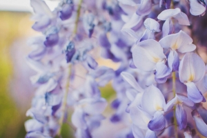 紫藤 花 紫色 特写 4k壁纸 3840x2160