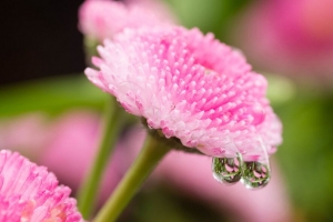 菊花 花 滴 宏 水 4k壁纸 3840x2160