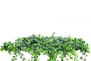 爬山虎高清PNG透明装饰元素植物设计素材免费下载