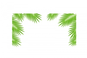 夏日叶子边框纹理