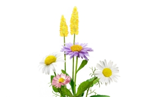 洋甘菊