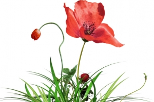 鲜花