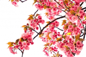 盛开的樱花树下