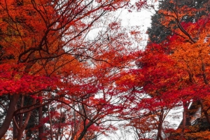 秋天风景气氛