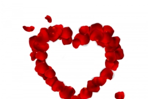 爱情情人节心花瓣