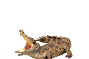 鳄鱼