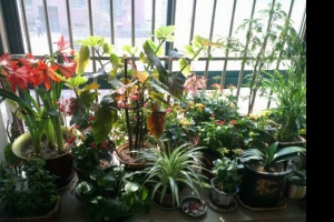 家里的那些花儿。。。随手拍。