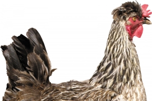 鸡放养鸡斑纹鸡家养鸡