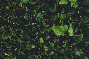 树叶 绿色 潮湿 露水 植物 4k壁纸 3840x2160