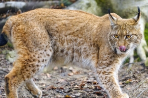 山猫 突出的舌头 大猫 捕食者 动物 4k壁纸 3840x2160