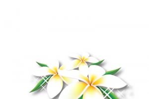 黄白色花高清PNG透明漂浮花瓣设计素材免费下载