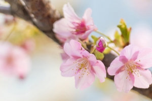 粉色樱花4K风景 3440x1440带鱼屏高清壁纸免费下载