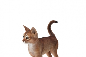 阿比西尼亚猫