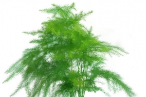 盆栽文竹素材