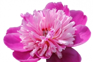 粉色芍药花