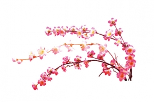 免扣png 桃花素材
