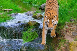 西伯利亚虎 老虎 捕食者 大猫 流 运动 4k壁纸 3840x2160
