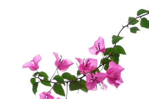 绿色植物玫红色三角梅