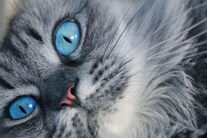 猫 枪口 蓝眼睛 蓬松的 4k壁纸 3840x2160