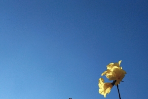 春天里的木棉花