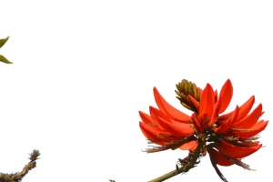 红色刺桐花PNG