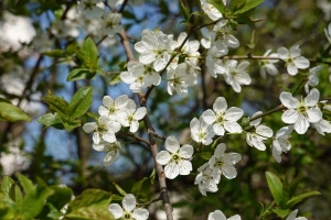 樱桃 花 花瓣 树 树枝 4k壁纸 3840x2160