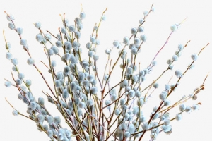 小清新鲜花