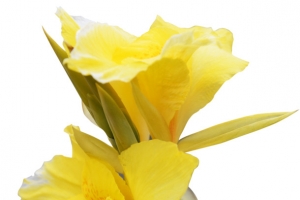 黄色鲜花剑兰唐菖蒲