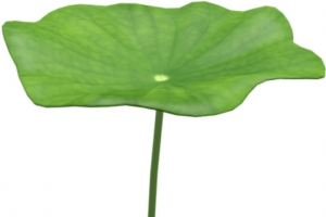 高清矢量手绘荷叶素材