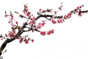 手绘桃花花朵花树装饰