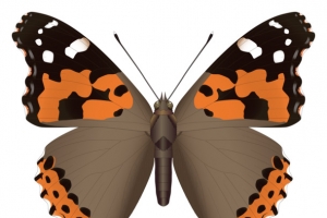 昆虫彩色蝴蝶PNG