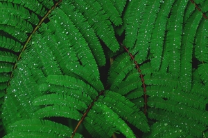 树枝 绿色植物 蕨类植物 水滴 雨水 4k壁纸 3840x2160