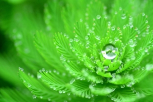 露水绿叶淘宝海报背景banner
