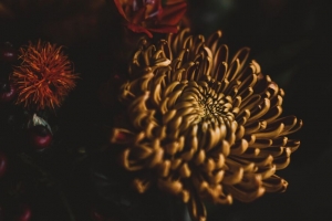 花 深色 花束 花瓣 4k壁纸 3840x2160