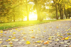 秋天落叶树林唯美背景banner