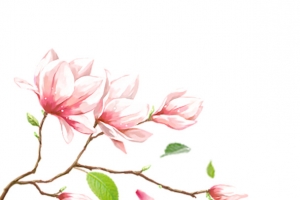 玉兰花png
