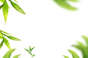 绿色高斯模糊植物茶叶