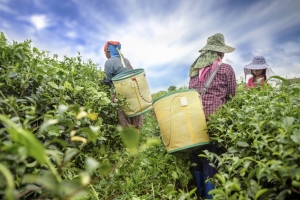 茶农背着箩筐采撷茶叶